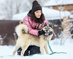 Собаки в Москве: Особенный пес в добрые руки Мальчик, Бесплатно - фото 8