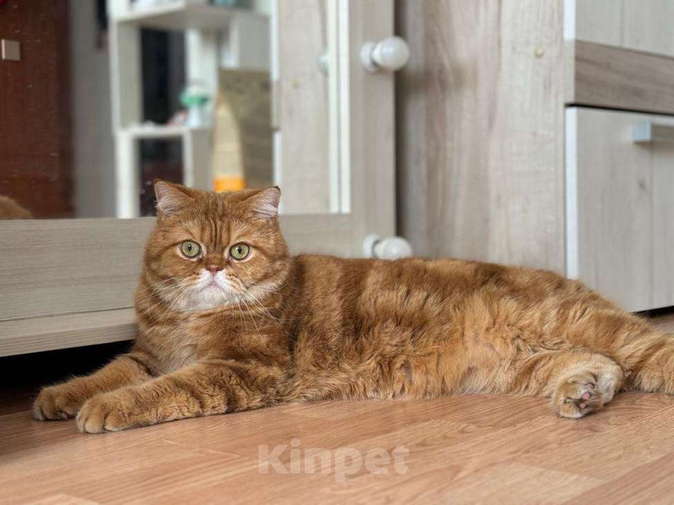 Кошки в Люберцах: Шотландцы Мальчик, 8 000 руб. - фото 2