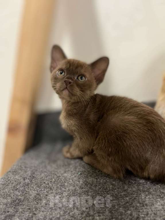 Кошки в Казани: Девчонки Бурмы Девочка, 40 000 руб. - фото 2