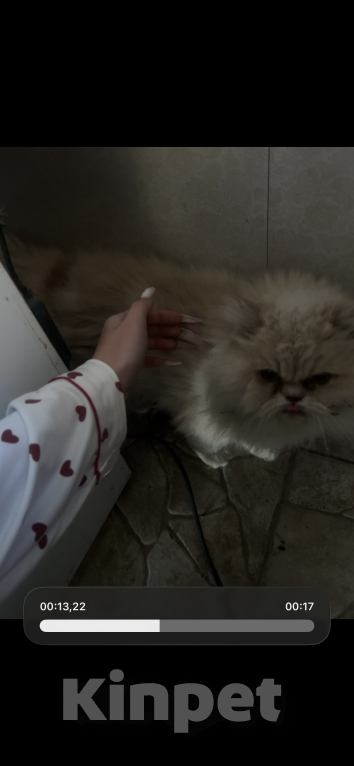 Кошки в Ростове-на-Дону: Найдена кошка Девочка, Бесплатно - фото 2