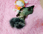 Кошки в Санкт-Петербурге: Мимимишный малютка, серый  котенок 2 мес Мальчик, 200 руб. - фото 10