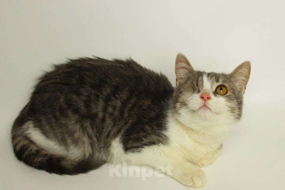 Кошки в Москве: Лаки Мальчик, Бесплатно - фото 4