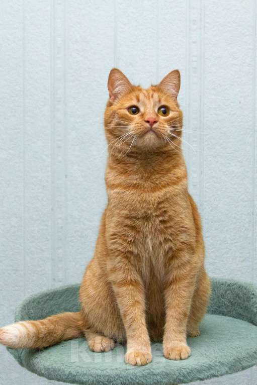 Кошки в Москве: Рыжая Злата в добрые руки Мальчик, Бесплатно - фото 1