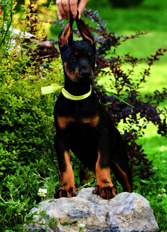 Собаки в Кемерово: Щенки Девочка, 50 000 руб. - фото 4