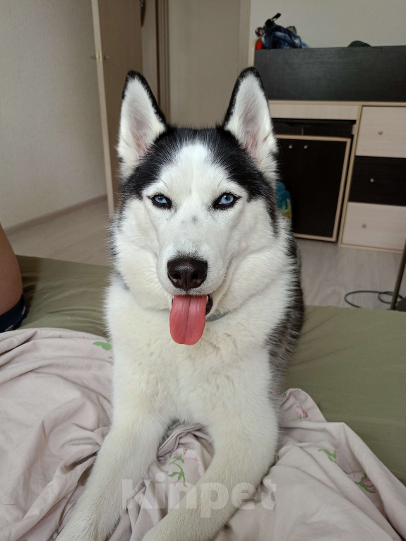 Собаки в других городах Московской области: Отдам Хаски в добрые руки🙏 Девочка, Бесплатно - фото 2