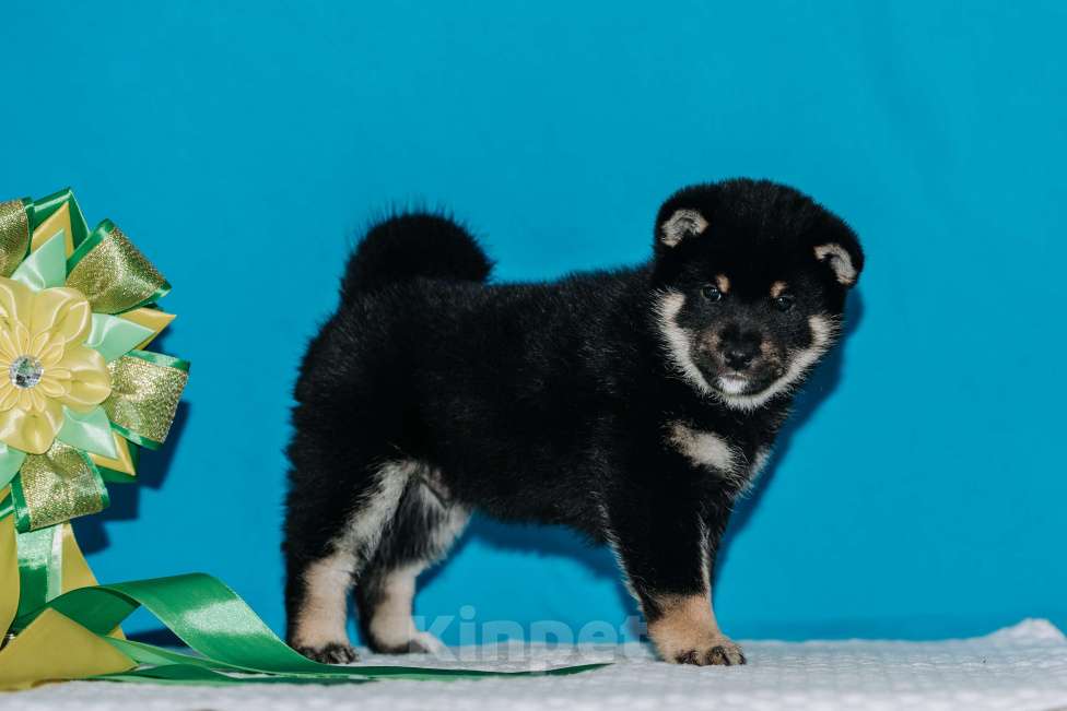 Собаки в Красноярске: Сиба-ину, щенок Мальчик, 60 000 руб. - фото 4