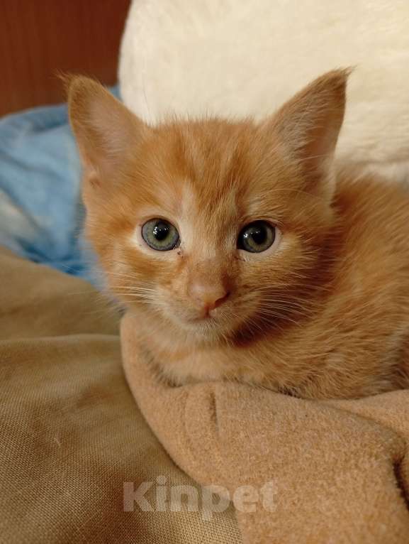 Кошки в Чите: Отдам котят в добрые руки Девочка, Бесплатно - фото 2