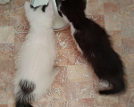 Кошки в Стерлитамаке: МЫШЕЛОВЫ Мальчик, 1 руб. - фото 3
