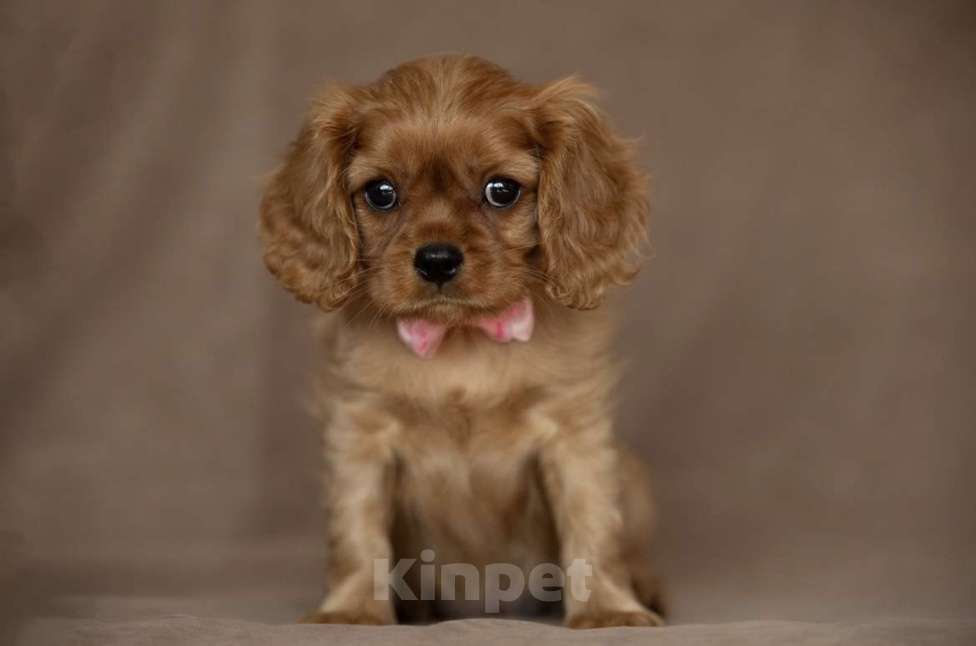 Собаки в Тарусе: Девочка Кавалер Кинг Чарльз спаниель Девочка, 110 000 руб. - фото 4