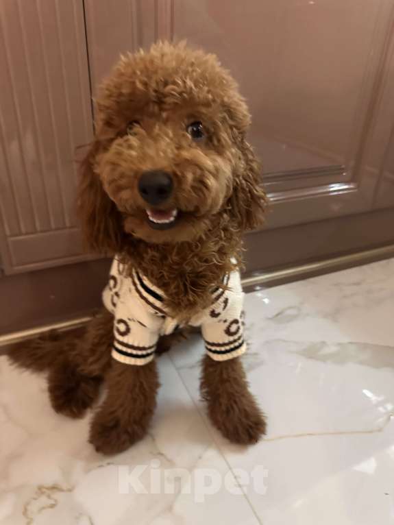 Собаки в Казани: Продаю Той пуделя Мальчик, Бесплатно - фото 1