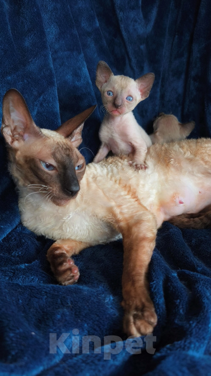 Кошки в Рязани: Котята корниш-рекс Мальчик, 35 000 руб. - фото 2