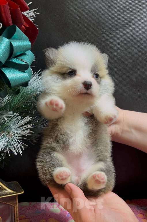 Собаки в Москве: Вельш корги пемброк девочка без хвостика Девочка, 50 000 руб. - фото 7