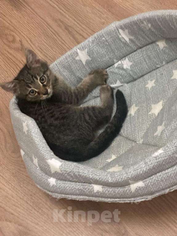 Кошки в Мытищах: Котенок 1 Мальчик, Бесплатно - фото 1