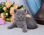 Кошки в Мурином: Британский котик голубого окраса (светлого оттенка) Мальчик, 38 000 руб. - фото 4