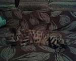 Кошки в Семенове: кот на вязку, 3 000 руб. - фото 3