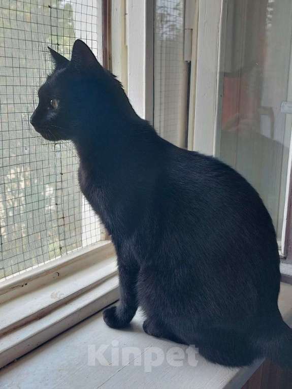 Кошки в Санкт-Петербурге: Прелестная Яся в добрые руки. Девочка, Бесплатно - фото 3