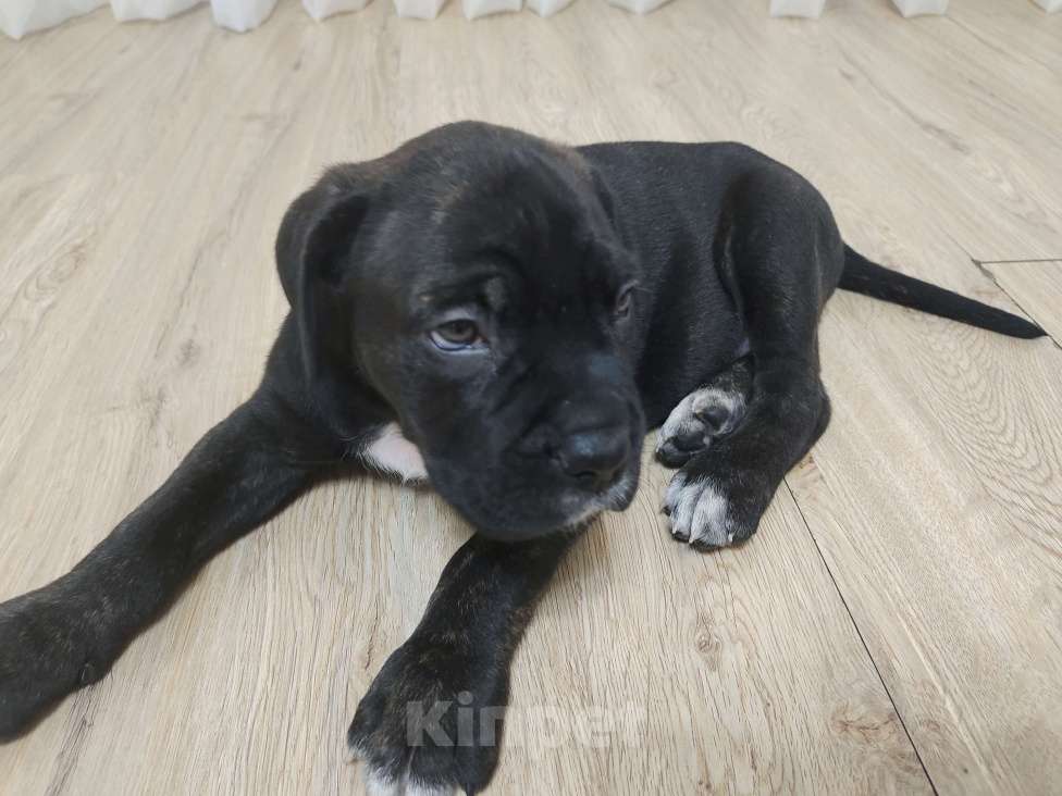 Собаки в Изобильном: Щенок Кане Корсо  Мальчик, 15 000 руб. - фото 3