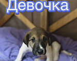 Собаки в Балашихе: Ласковая девочка  Девочка, Бесплатно - фото 1