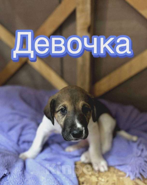 Собаки в Балашихе: Ласковая девочка  Девочка, Бесплатно - фото 1