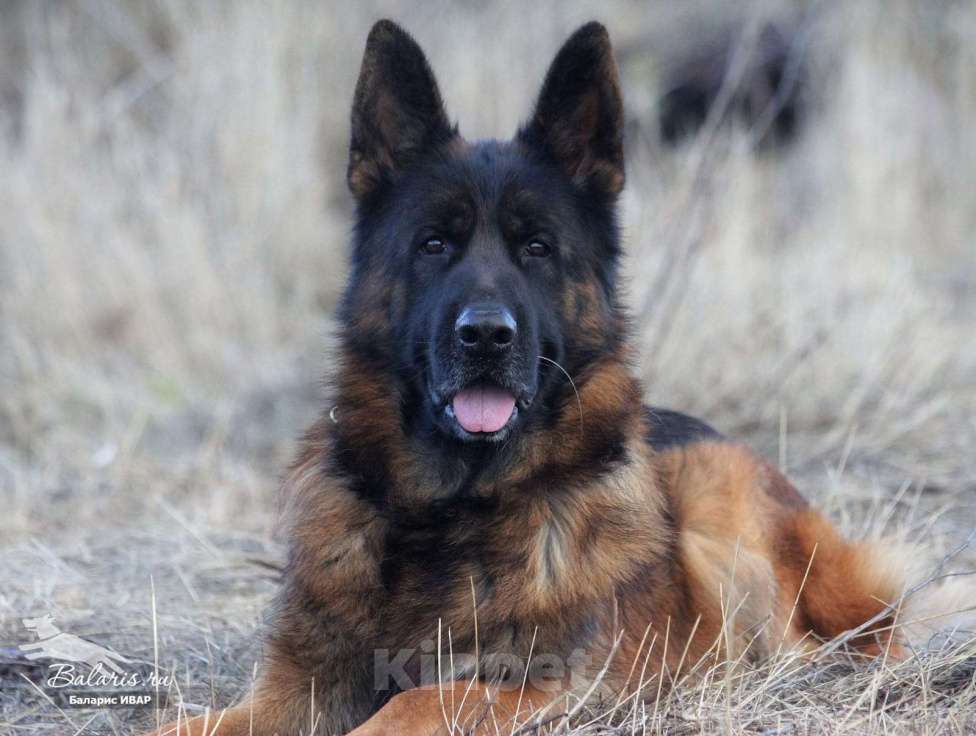 Собаки в Таганроге: Предлагается к вязке кобель немецкой овчарки Мальчик, 30 000 руб. - фото 2