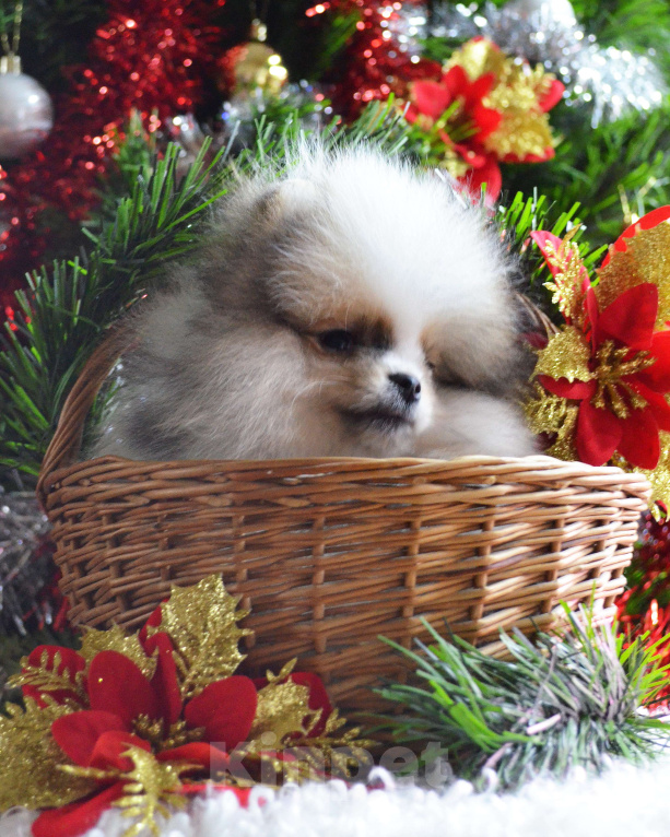 Собаки в Бийске: Щенки померанского щенка Мальчик, 50 000 руб. - фото 4