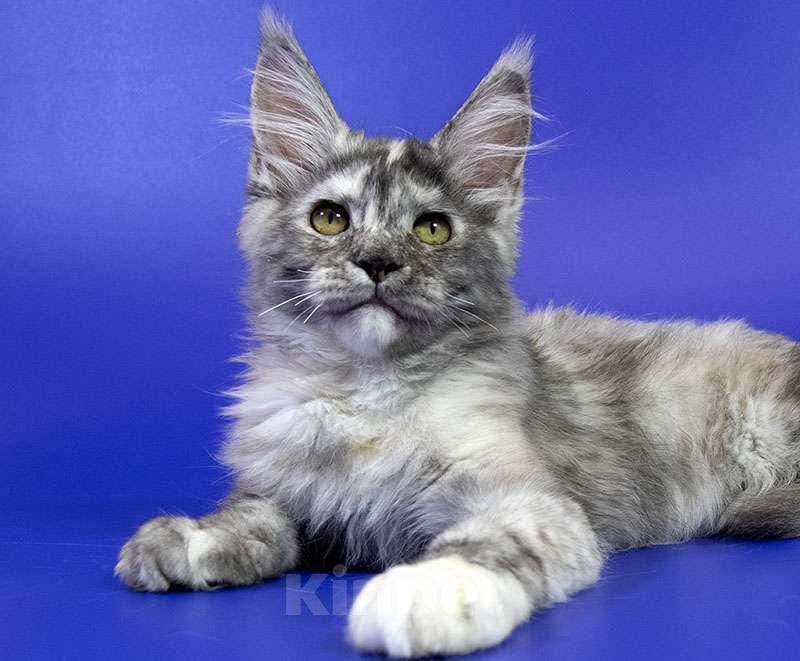 Кошки в Москве: Котенок мейн кун Девочка, Бесплатно - фото 1