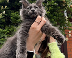 Кошки в Краснодаре: Котенок мейн кун голубой дым Мальчик, 60 000 руб. - фото 2