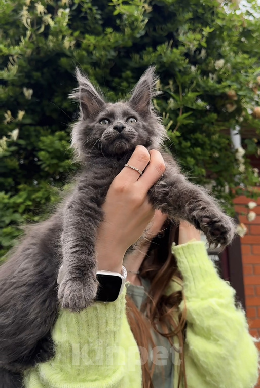 Кошки в Краснодаре: Котенок мейн кун голубой дым Мальчик, 60 000 руб. - фото 2