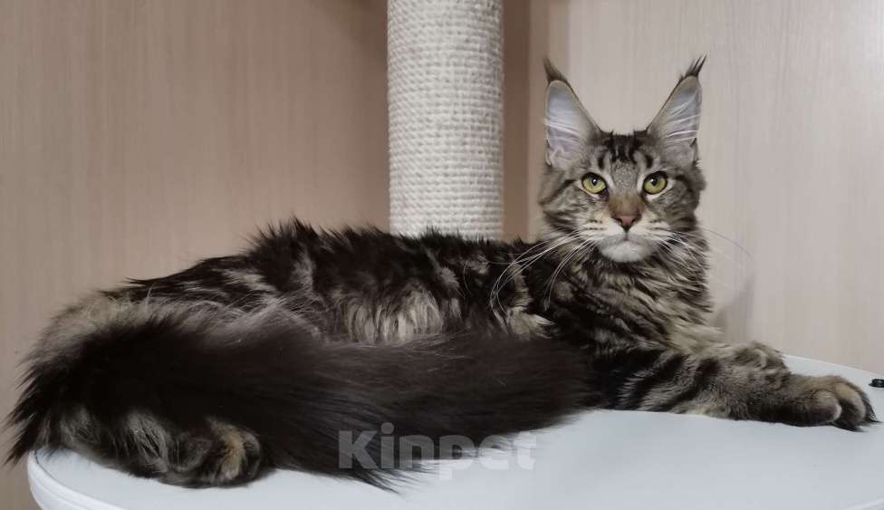 Кошки в Санкт-Петербурге: Кошка Мейн Кун, окрас чёрный мрамор Девочка, 18 000 руб. - фото 2