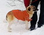 Собаки в Москве: Маленькая Лия (40 см) в поисках семьи Девочка, Бесплатно - фото 10