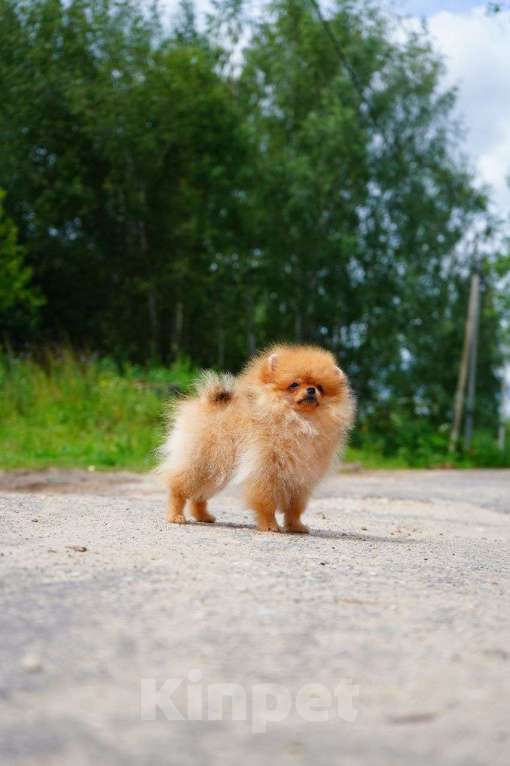 Собаки в Мур: Продажа щенка Девочка, 75 000 руб. - фото 2