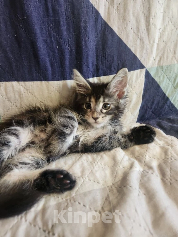 Кошки в Екатеринбурге: Продаются элитные котята Мейн-кун от домашних любимцев Девочка, 17 000 руб. - фото 4