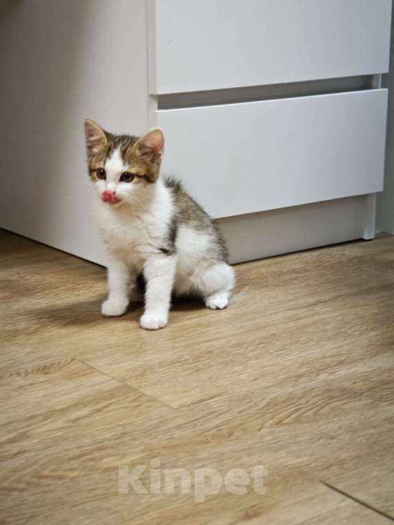 Кошки в Красногорске: Маленькая Мишель 1,5 месяца ждет родителей  Девочка, Бесплатно - фото 7