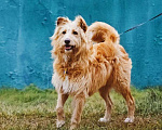 Собаки в Москве: Очень добрый и ласковый пес Дюк ищет дом Мальчик, 10 руб. - фото 2