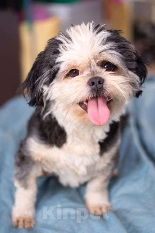 Собаки в Москве: Ши-тцу Шарик в добрые руки Мальчик, 1 руб. - фото 4