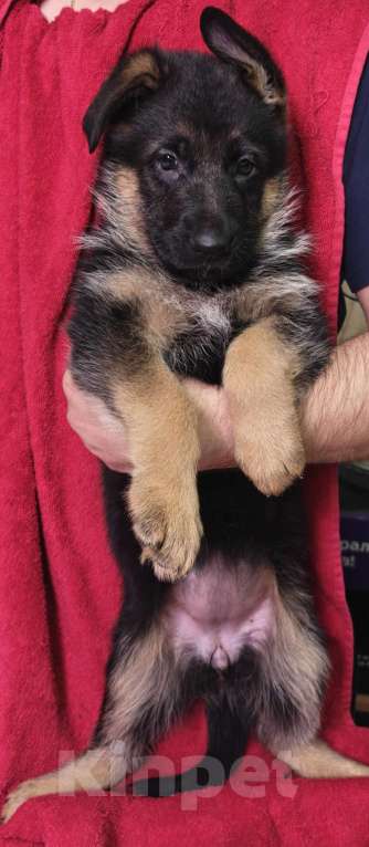 Собаки в Ростове-на-Дону: Щенки немецкой овчарки Девочка, 60 000 руб. - фото 2