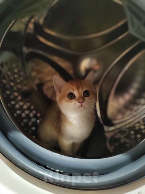 Кошки в Владивостоке: Шотландская золотая шиншилла Девочка, 40 000 руб. - фото 3