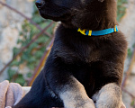 Собаки в Севастополе: щенок восточноевропейской овчарки Девочка, 50 000 руб. - фото 3