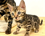 Кошки в Москве: Бенгальский котенок  Девочка, 50 000 руб. - фото 7