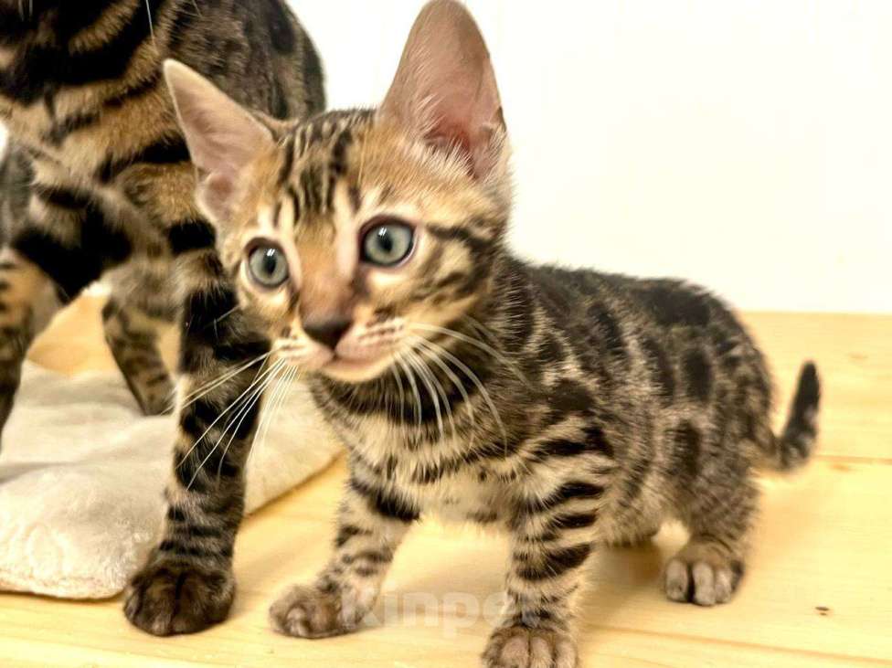Кошки в Москве: Бенгальский котенок  Девочка, 50 000 руб. - фото 7