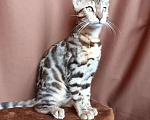 Кошки в других городах Свердловской области: Бенгальский котёнок Девочка, Бесплатно - фото 2