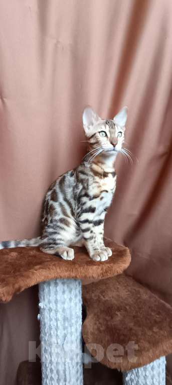 Кошки в других городах Свердловской области: Бенгальский котёнок Девочка, Бесплатно - фото 2