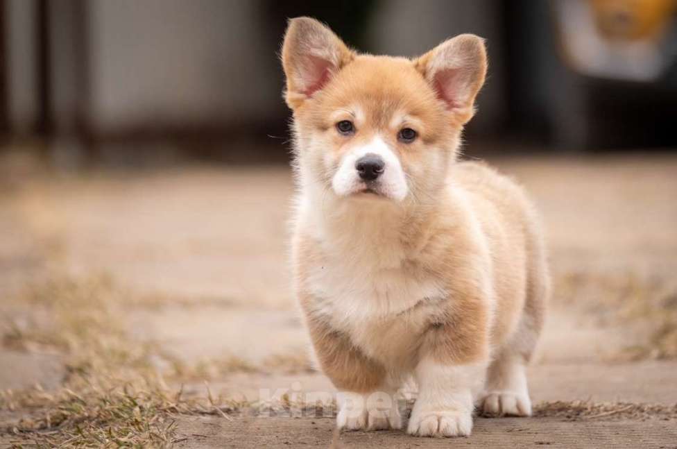 Собаки в Пушкино: Щенки вельш корги Пемброк Мальчик, 40 000 руб. - фото 3