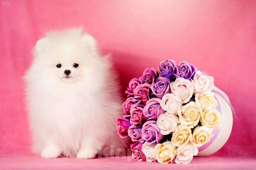 Собаки в Москве: Девочка бело-кремовая Девочка, 105 000 руб. - фото 5