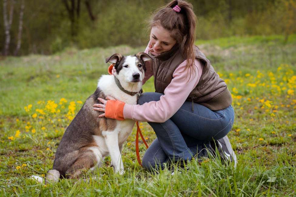 Собаки в Москве: Ласковая девочка в добрые руки. Собака из приюта ищет дом Девочка, Бесплатно - фото 3
