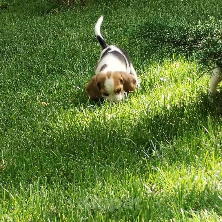 Собаки в Казани: Щенки бигль Мальчик, 28 000 руб. - фото 2