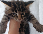 Кошки в Алексине: Котики Мэйн кун Мальчик, 10 000 руб. - фото 2