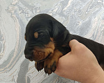 Собаки в других городах Московской области: Щенки добермана  Мальчик, 65 000 руб. - фото 1
