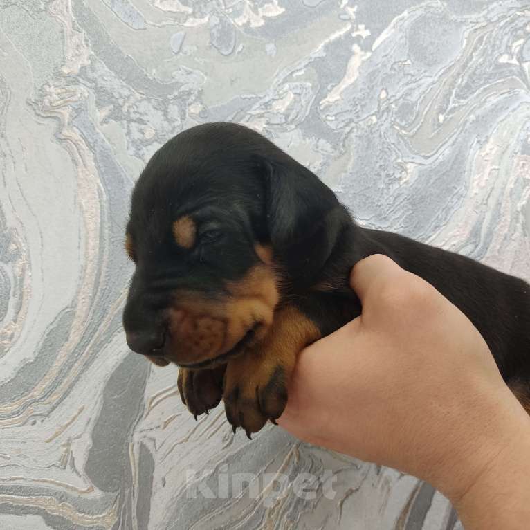 Собаки в других городах Московской области: Щенки добермана  Мальчик, 65 000 руб. - фото 1