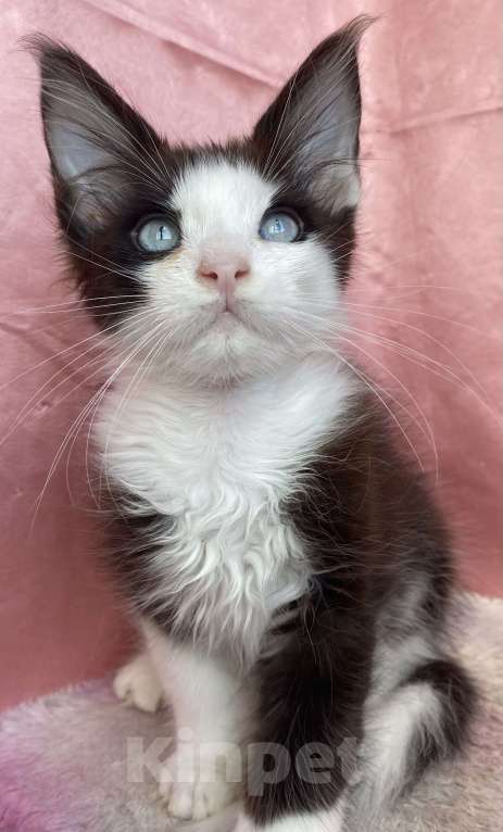 Кошки в Кировске (Мурманская область): Boy Мальчик, Бесплатно - фото 2